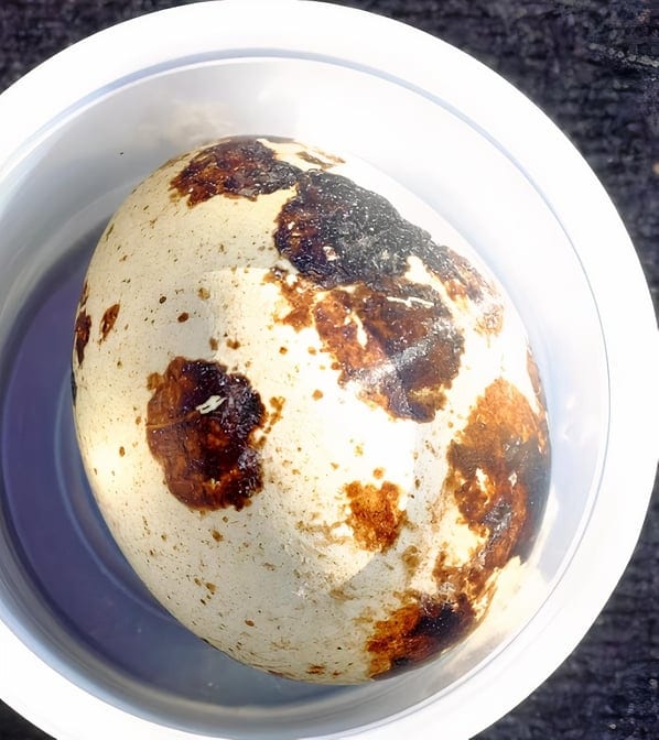 Quail Egg.