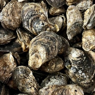 Fresh Oysters (Half Bushel)