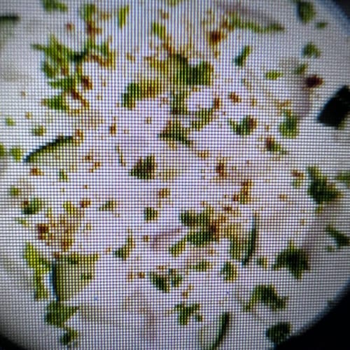 Raita (VEG, GF).