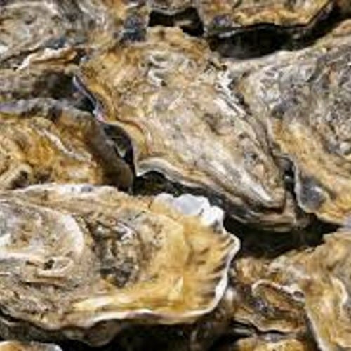 Oysters.