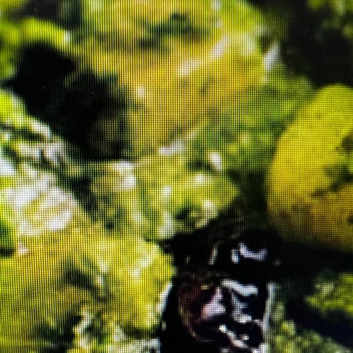 Goan Cafreal Tikka Kabobs.