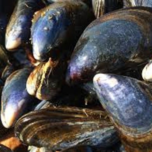 Mussels.
