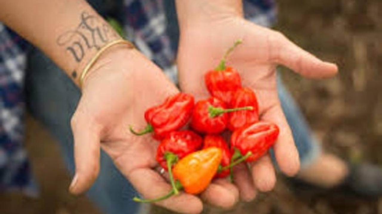 Habanera Salsa (Extra Hot).