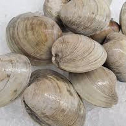 Little Neck Clams.