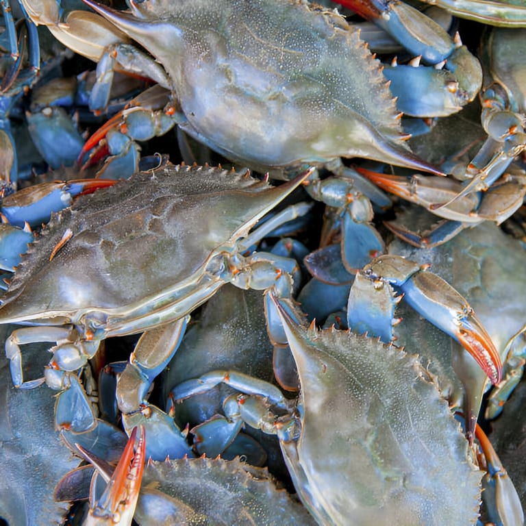 Fresh Seafood with Variety