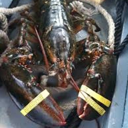 Live Maine Lobsters.